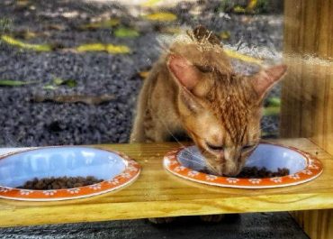 3e05f27f-a88f-4f77-9cde-6278ae40432a