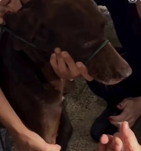 Prefeitura de Nossa Senhora das Dores lança Programa PET AMIGO voltado à proteção e bem-estar animal