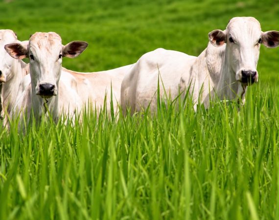 São Domingos abre inscrições para curso gratuito de manejo reprodutivo de bovinos