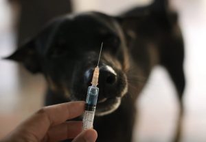 Prefeitura de Siriri inicia campanha de vacinação antirrábica para cães e gatos