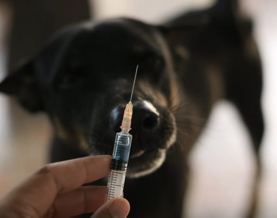 Prefeitura de Siriri inicia campanha de vacinação antirrábica para cães e gatos